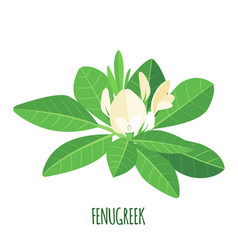 Fenugreek Plant Icon In Flat Style Isolated