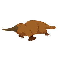 Platypus Animal On A White Background