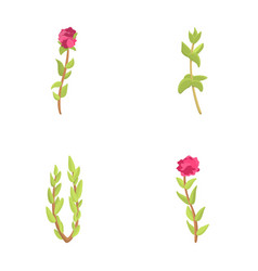 Thyme Icons Set Cartoon Branch