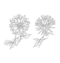 Dahlias Flowers Outline