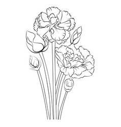 Simple Carnation Line Drawing Carnation