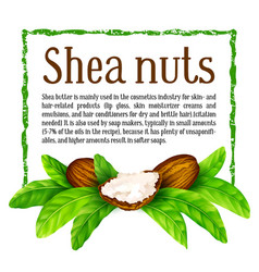 Shea Nuts With Leaves