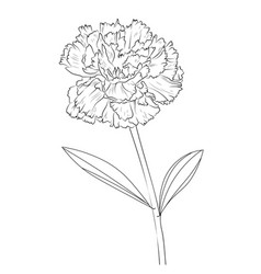 Carnation January Birth Flower Tattoo Drawings