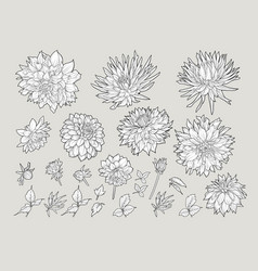 Dahlias Flowers Outline