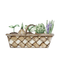 Watercolor Wicker Basket With Sprouts