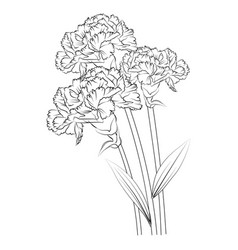 January Birth Flower Tattoo Carnation