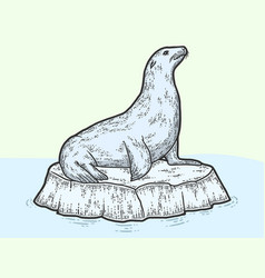 Animal A Sea Lion On A Block Ice Sketch