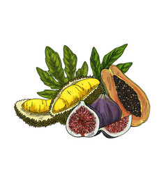 Sketch Of Durian Fig Papaya