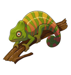 Panther Chameleon Cartoon Animal