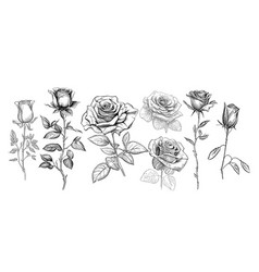 Set Of Roses Sketch Hand Drawn In Doodle Style