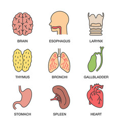 Human body parts color icons set Royalty Free Vector Image