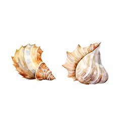 Sea Shell Clipart With Isolated