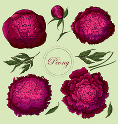 Peonies Set Isolated Burgundy Flowers