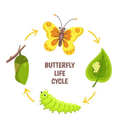 Butterfly Life Cycle Insect Emergence