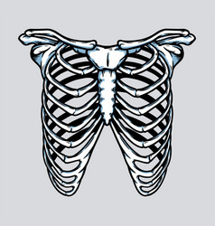 Human Skeleton Rib Cage Anatomy