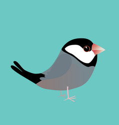 Java Sparrow