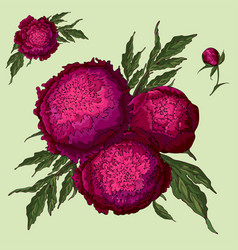 Peonies Set Isolated Burgundy Flowers Bouquets