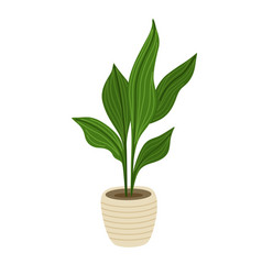 Aspidistra Green Potted Houseplants Indoor