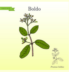 Boldo Peumus Boldus Culinary And Medicinal Plant