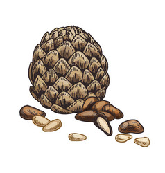 Pine Nuts Sketch Graphic Natural Seeds