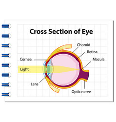 Human Eye Anatomy With Cross Section Eye