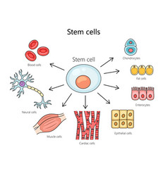 Stem Cell Structure Diagram Medical Science