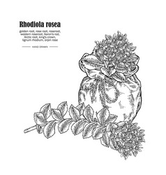 Rhodiola Rosea Or Golden Root Branch Isolated