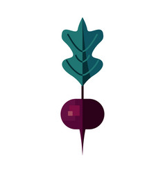 Flat Radish Design