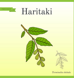 Haritaki Terminalia Chebula Or Black