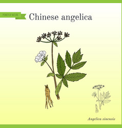 Angelica Sinensis Or Dong Quai Or Female Ginseng