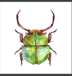 Green Watercolor Beetle Watercolor