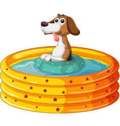 Cute Dog Playing In The Pool