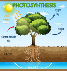 Diagram showing process photosynthesis Royalty Free Vector