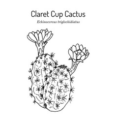 Claretcup Or Mojave Mound Cactus Echinocereus