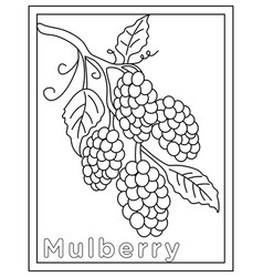 Mulberry