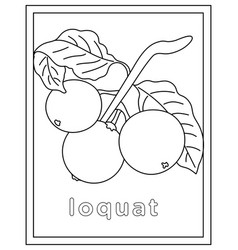 Loquat