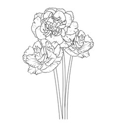 Carnation Pencil Sketch