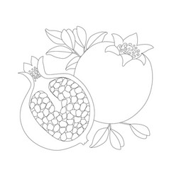 Outlined Whole Pomegranate And Slice With Grains