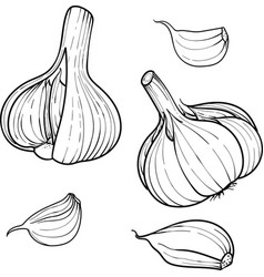 Hand Drawn Garlic Set Head