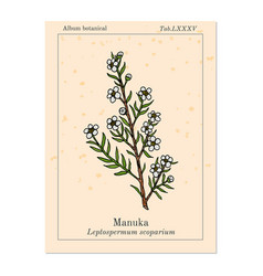 Manuka Leptospermum Scoparium Medicinal Plant