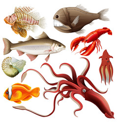 Sea Animals Collection