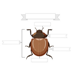 External Anatomy Of A Beetle Worksheet