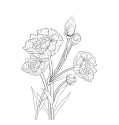 Carnation Art