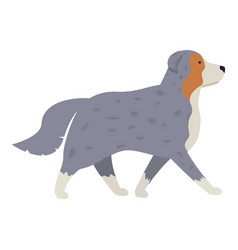 Australian Shepherd Dog Walking Side View