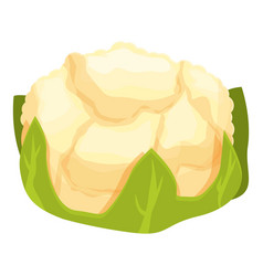 Cole Cauliflower Icon Cartoon Cabbage Food