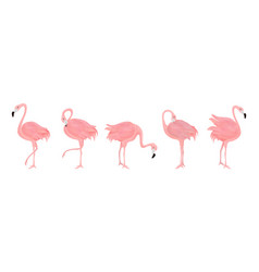 Pink Flamingo Exotic Birds Set Of