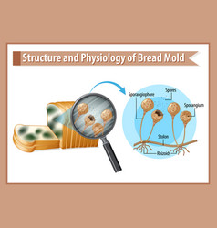 Structure And Physiology Of Bread Mold