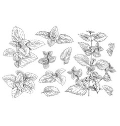 Collection Of Melissa Twigs And Leaves Sketch