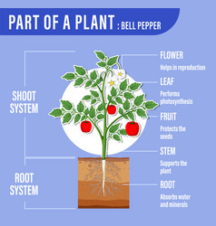 Diagram showing parts of a plant Royalty Free Vector Image