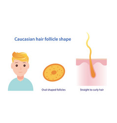 Caucasian Hair Follicle Shape